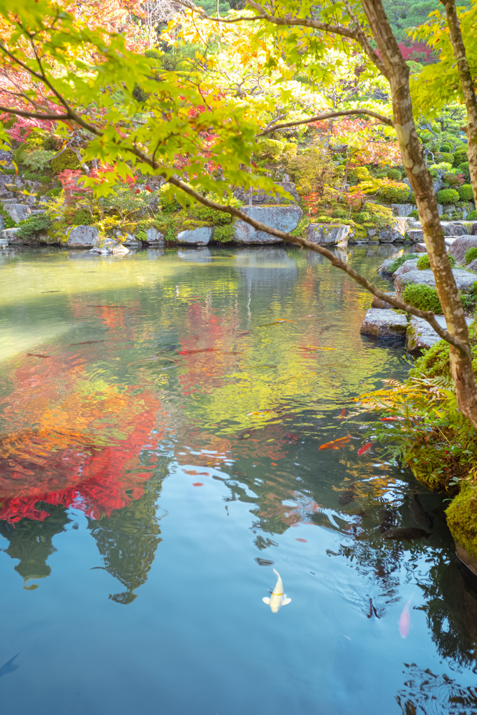 紅く