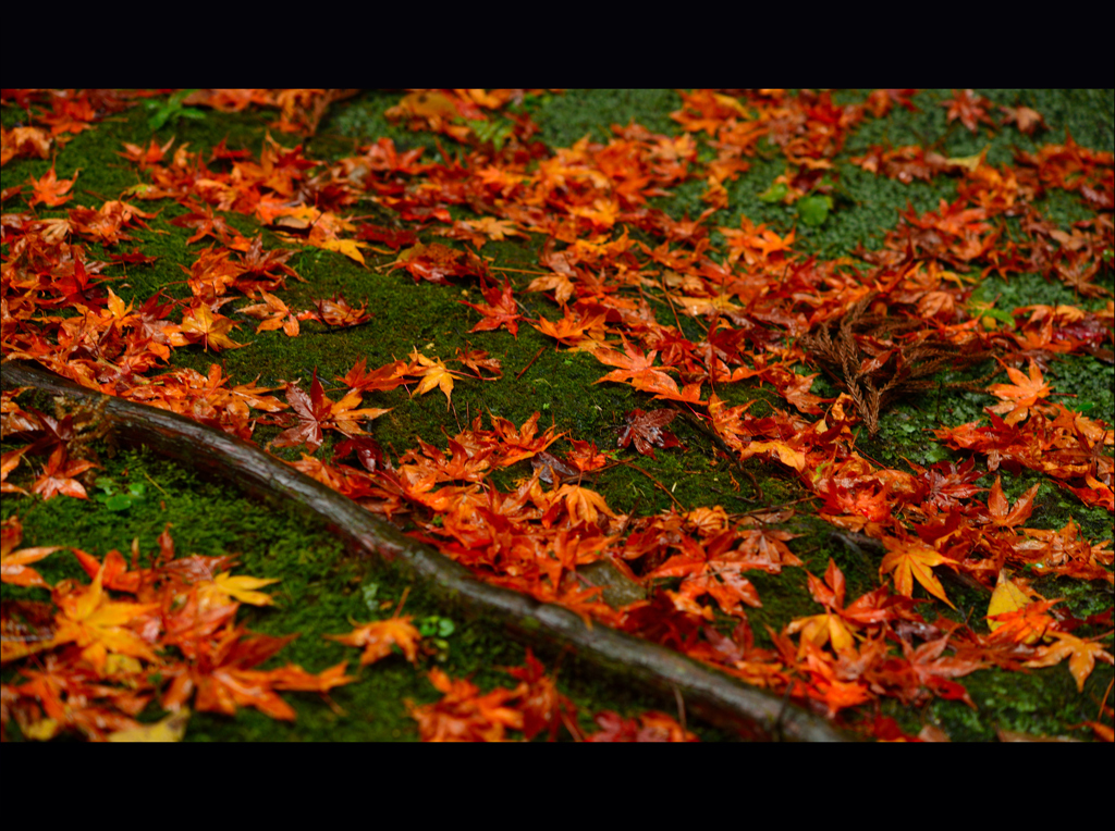 GREEN　CARPET～落葉～
