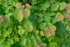 leaves