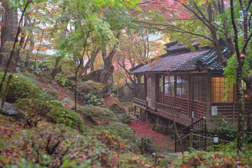 雨の紅葉