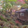 雨の紅葉