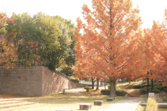 秋に染まる公園