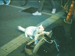 ストリートライブの客猫