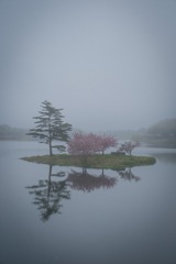 八重桜×浮島