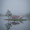 八重桜×浮島
