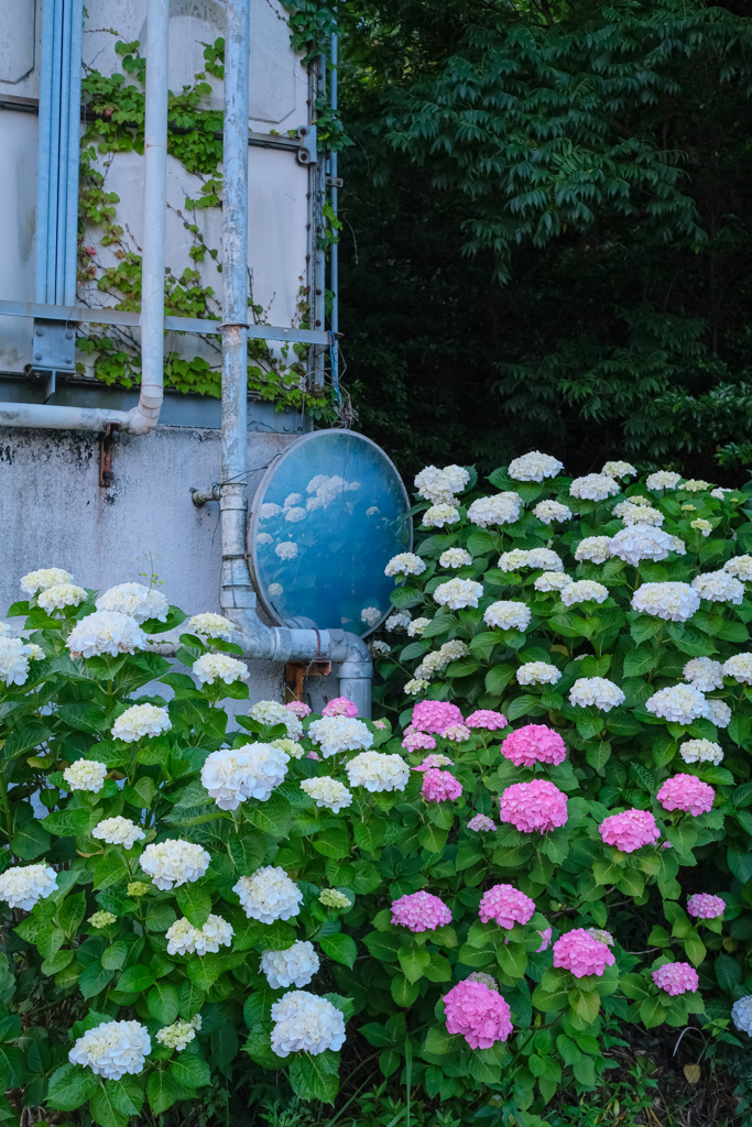 梅雨の花×紫陽花