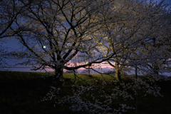 夜に照らされて