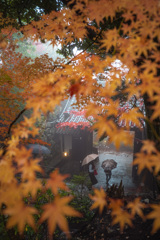 雨とモミジ