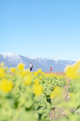 雪山と菜の花畑