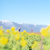 雪山と菜の花畑