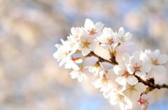 花咲くＳＡＫＵＲＡ