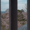 彦根城×桜