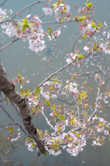 葉桜