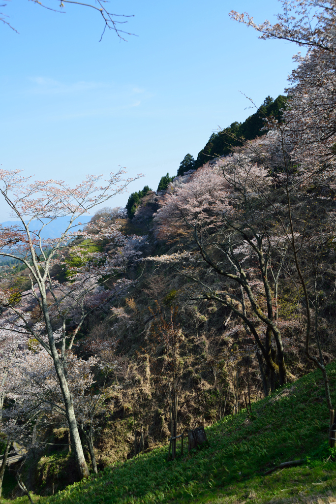 傾斜桜
