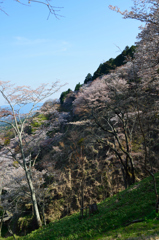 傾斜桜