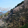 傾斜桜
