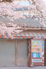 日常×桜×自動販売機