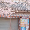 日常×桜×自動販売機