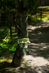 新緑と紫陽花