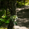 新緑と紫陽花