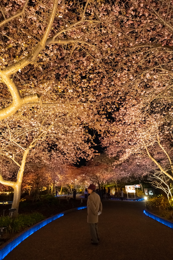 河津桜のライトアップ