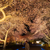 河津桜のライトアップ