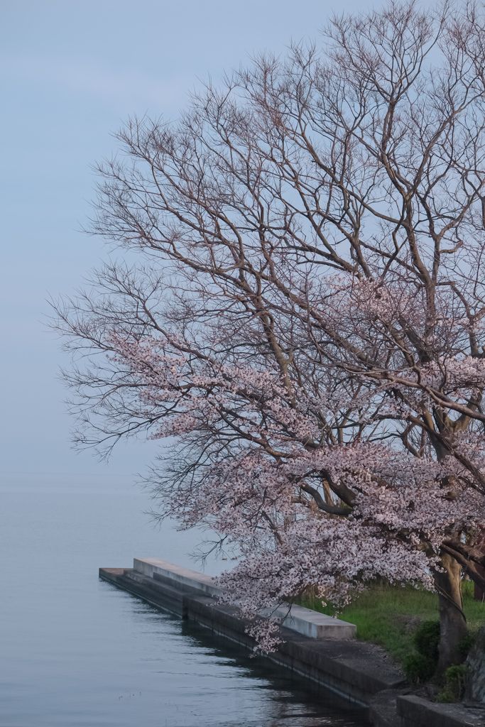 湖畔の桜