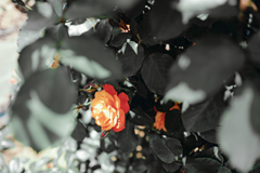 薔薇の咲く季節