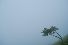 霧の中の風景