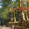 奈良公園～その伍