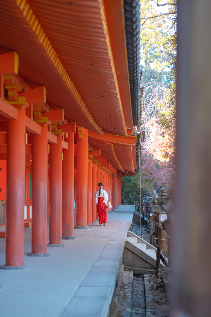 奈良公園～その陸