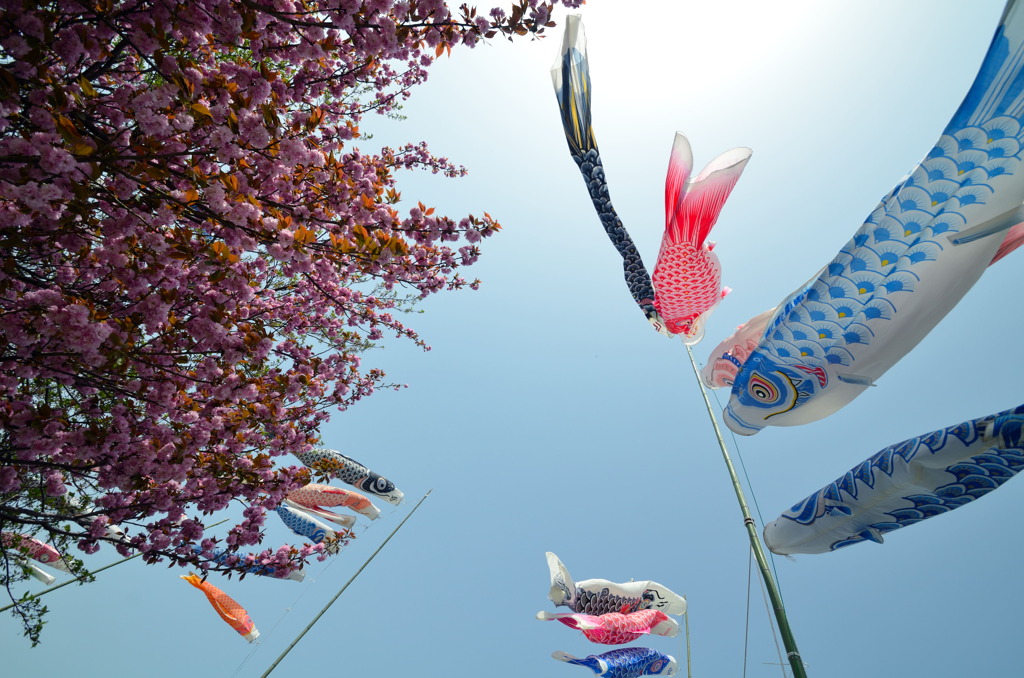 鯉のぼりと陽光桜