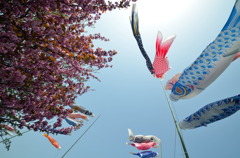 鯉のぼりと陽光桜