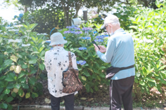 紫陽花のある暮らし