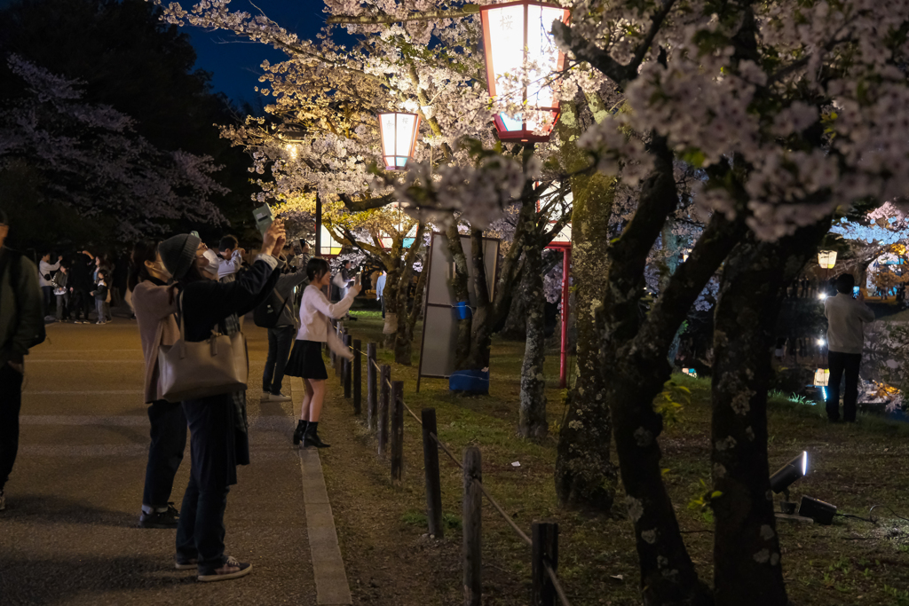 夜桜の時間