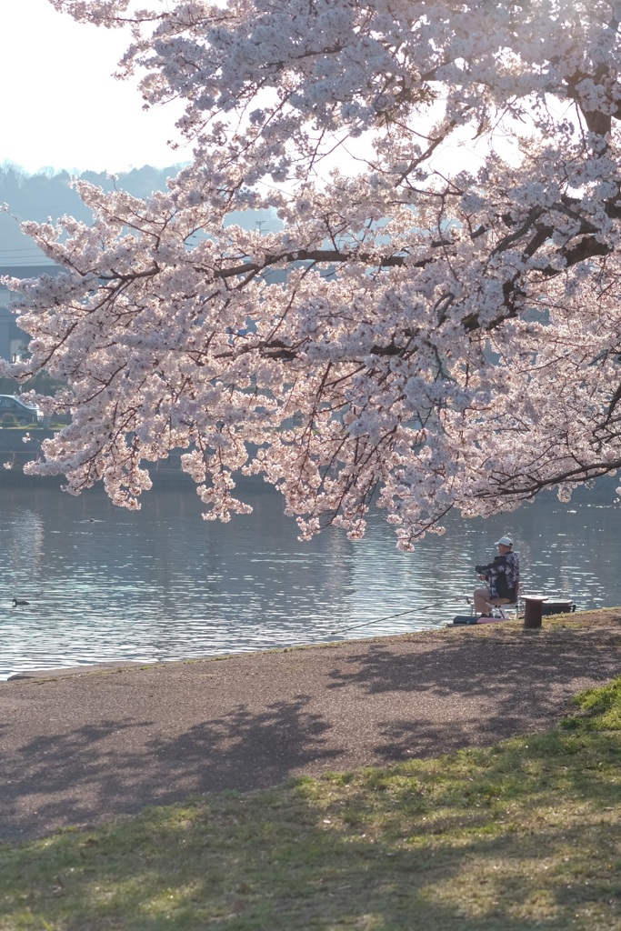 釣り人×桜