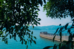 夏、海、植物