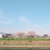 朝の散歩道にただ桜が咲いただけ