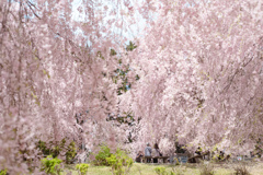 埋め尽くす桜色の世界