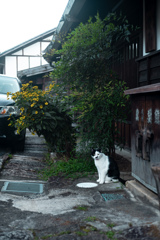 番猫