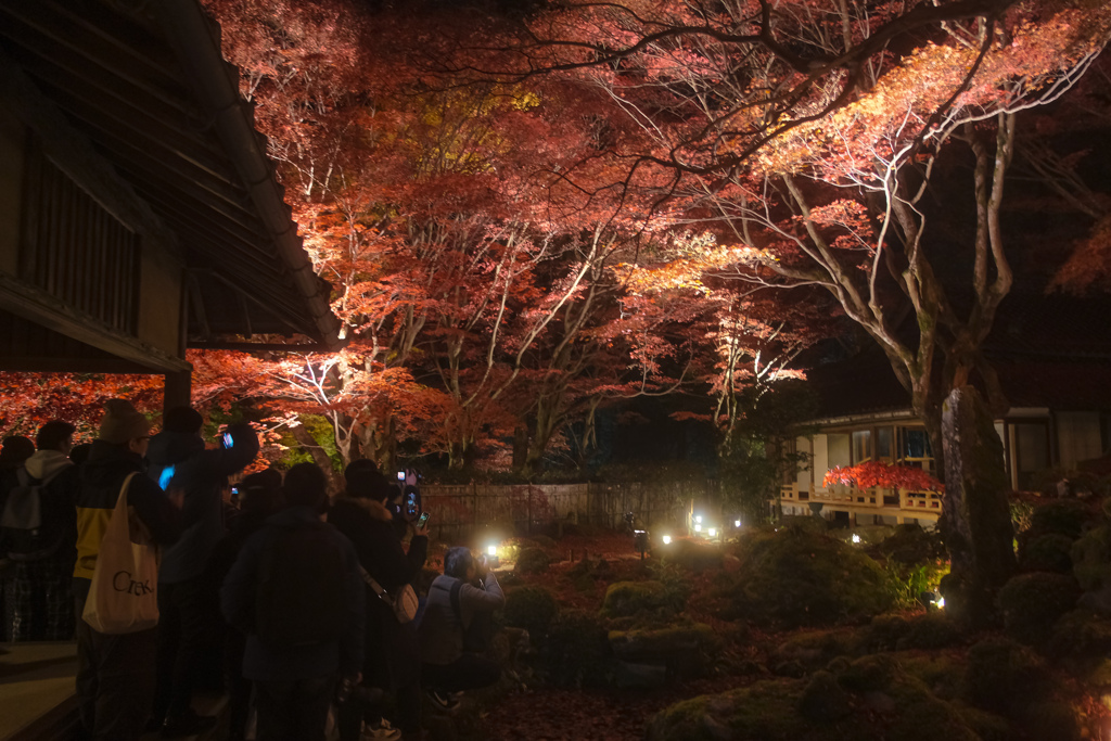 紅葉の楽しみ方