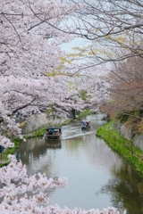 水郷巡り