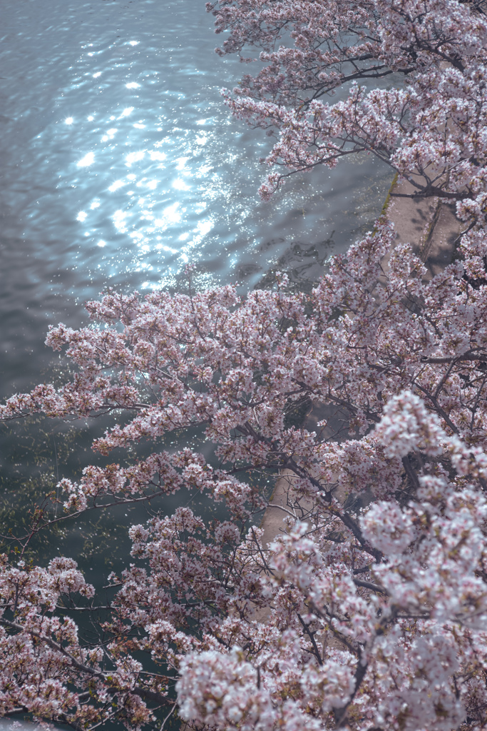 見上げない桜の景色