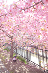 今年最初の桜