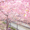 今年最初の桜