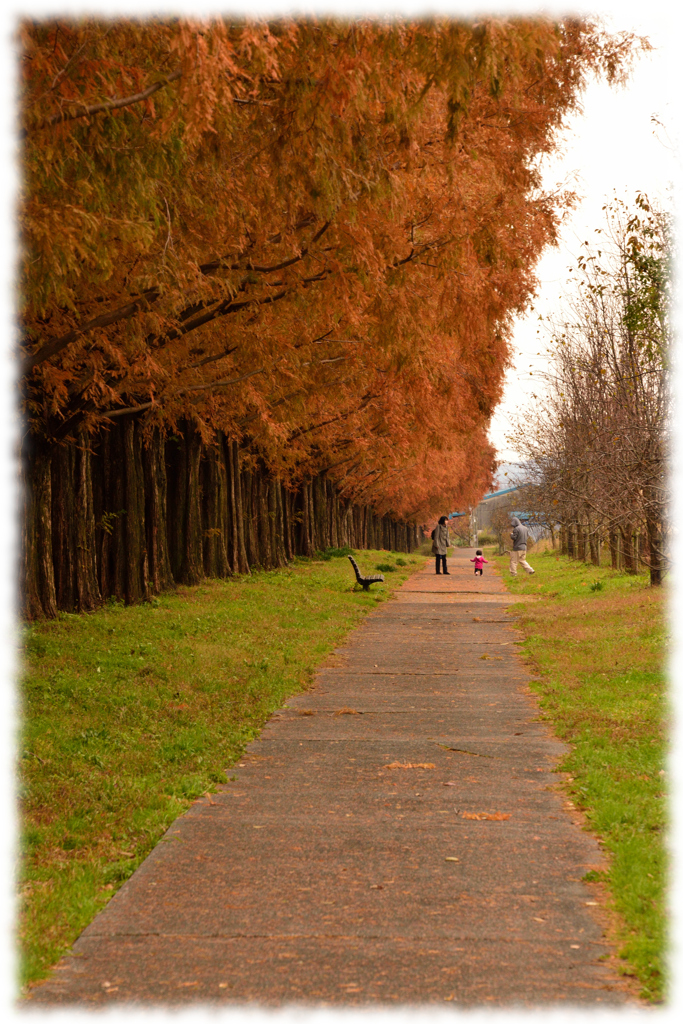 メタセコイア並木道