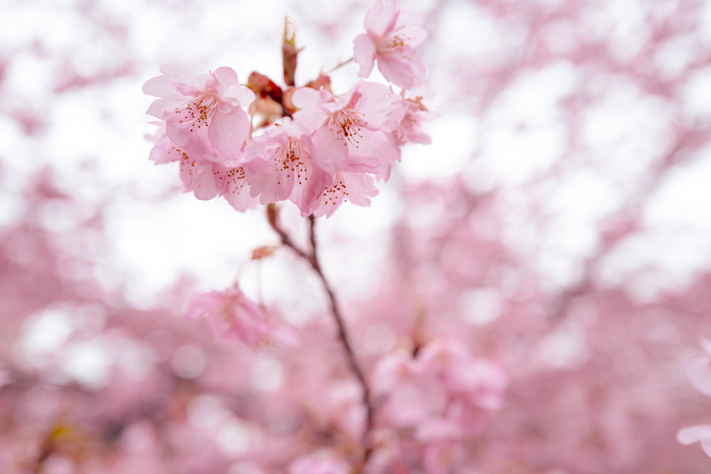 sakura color