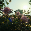 朝活×薔薇