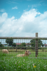 夏の牧場