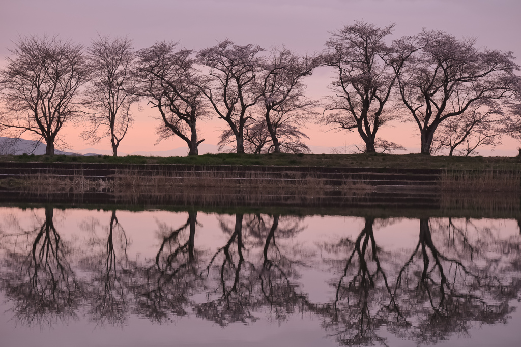 桜色に染まる夕陽